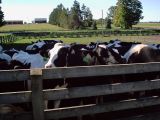 Holstein Cattle